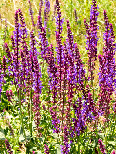 salvia nemorosa